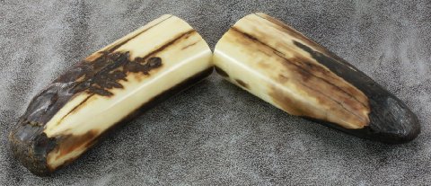 fossil walrus artifact handles (for a Faisal set)-1-B.JPG fossil walrus artifact handles (for a Faisal set)-1-B.JPG